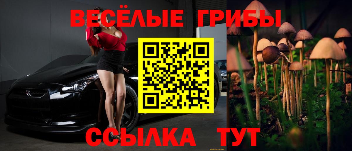 Псилоцибиновые грибы Cubensis Урус-Мартан